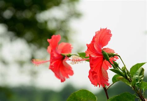 朱瑾花語|每日一花，朱瑾